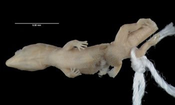 Media type: image;   Herpetology R-12084